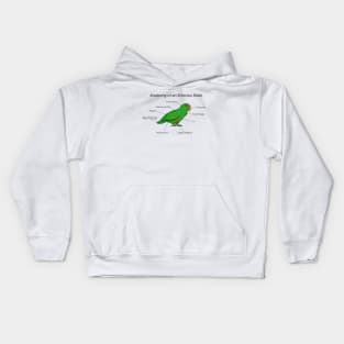 Anatomy of An Eclectus Male Kids Hoodie